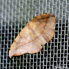 Juniper twig geometer moth