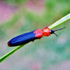 hispine leaf beetle