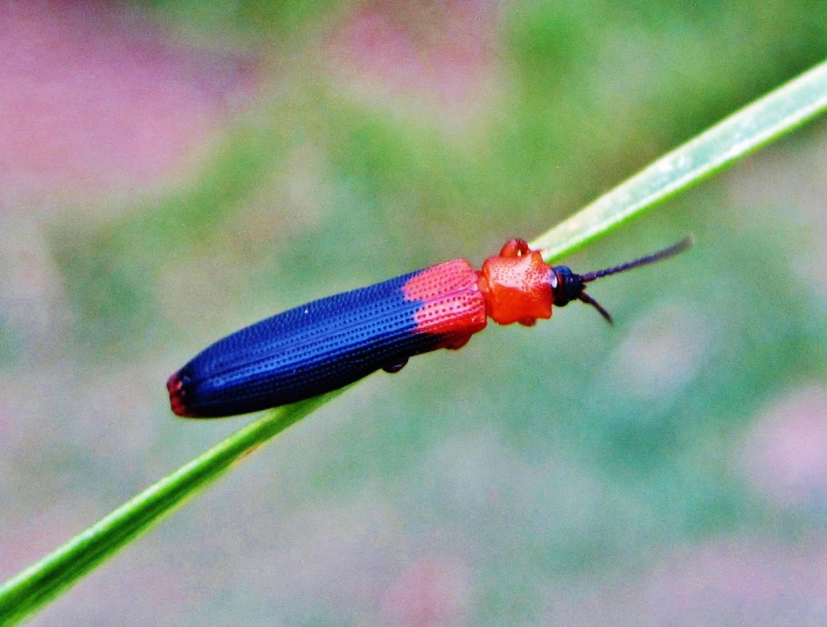 hispine leaf beetle