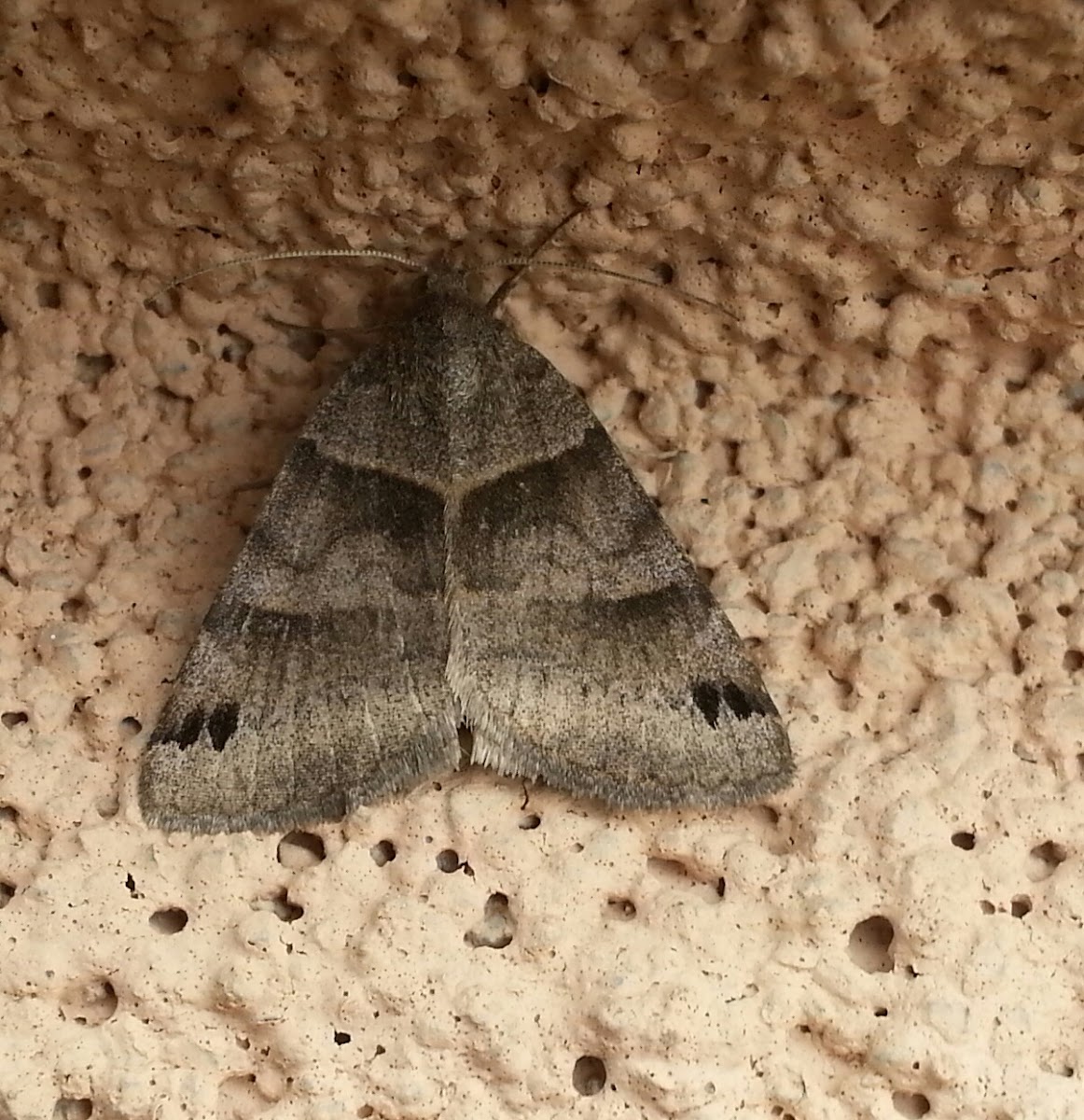 Large Gray Moth