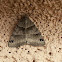Large Gray Moth