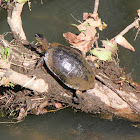 Black River turtle