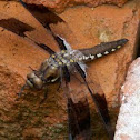 Common Whitetail Dragonfly