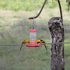 Hooded oriole pair
