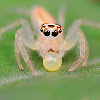 Female Two-Striped Jumping spider