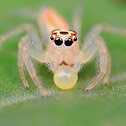 Female Two-Striped Jumping spider