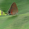 Red-banded Hairstreak