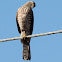 Juvenile Shikra