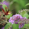 Hummingbird Clearwing and Snowberry Clearwing