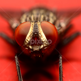 fly by Sunny Joseph - Animals Insects & Spiders