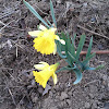 Yellow Daffodil Narcissus