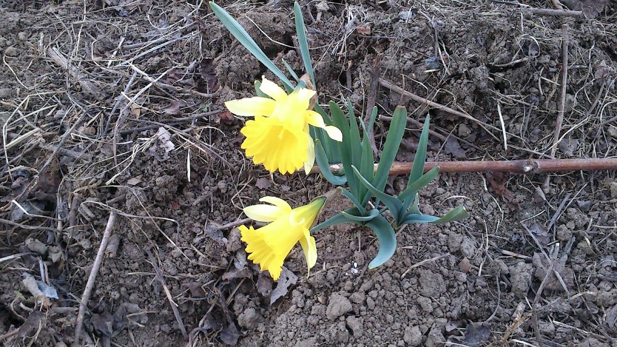 Yellow Daffodil Narcissus