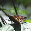 Mariposa diurna (Diurnal moth)