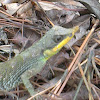 Leaf Nosed Lizard
