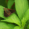 Common grass dart