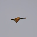 European_bee-eater