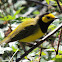 Hooded Warbler