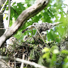 Red-shouldered Hawk (Chicks on nest)