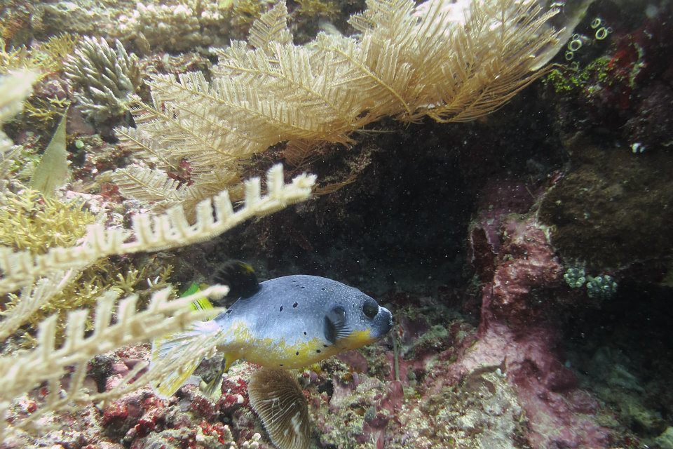Black Spotted Puffer fish