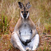 Red-necked Wallaby (male)