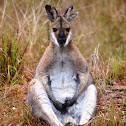 Red-necked Wallaby (male)