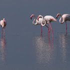 Flamenco (Greater flamingo)