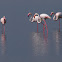 Flamenco (Greater flamingo)