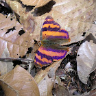 Mariposa