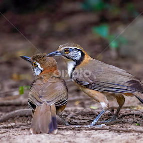 Lesser Necklaced Laughing Thrush by Kuppusamy Ramesh - Animals Birds