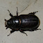 coconut rhinoceros beetle (female)