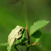 Cope's Gray Treefrog OR  Eastern Gray Treefrog