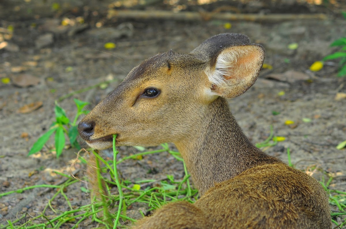 Hog deer