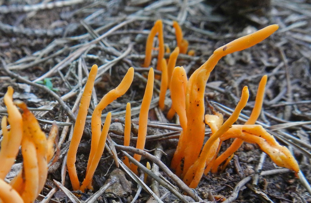 Orange Club Fungus