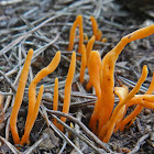 Orange Club Fungus