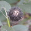 Purple coneflower seedhead