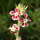 Windmill-pink ( common catchfly)