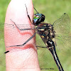 Ski-tipped Emerald Dragonfly