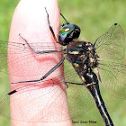 Ski-tipped Emerald Dragonfly