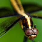 Widow Skimmer