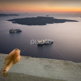 On Vacation by Tim Pryce - Animals - Cats Portraits