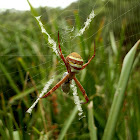 St Andrews Cross -female