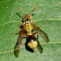 Yellow Brown Paper Wasp