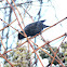 Common Starling/ European Starling