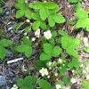 Wild Strawberry