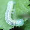 Intractable Quaker caterpillar