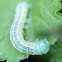 Intractable Quaker caterpillar