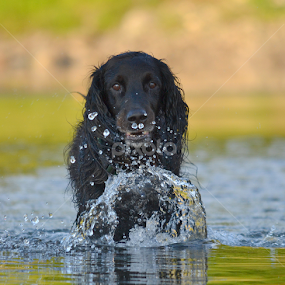 running in water..  by Kristin Smestad - Animals - Dogs Running