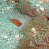 Twospot Cardinalfish