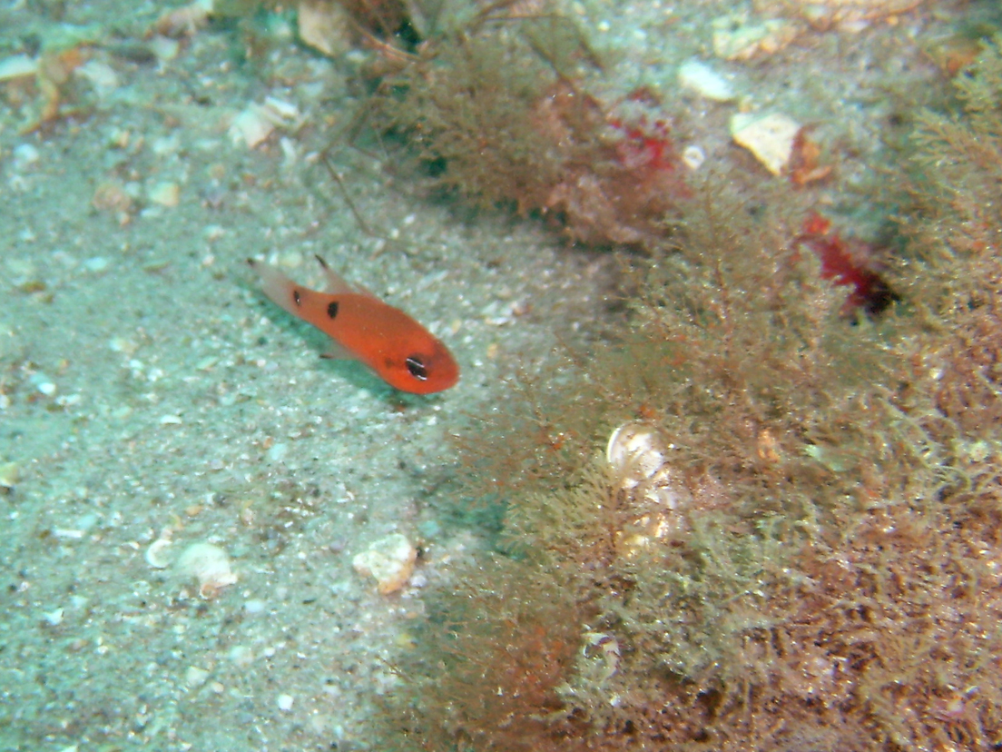 Twospot Cardinalfish