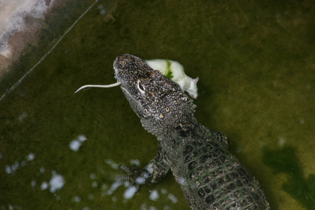 Chinese alligator